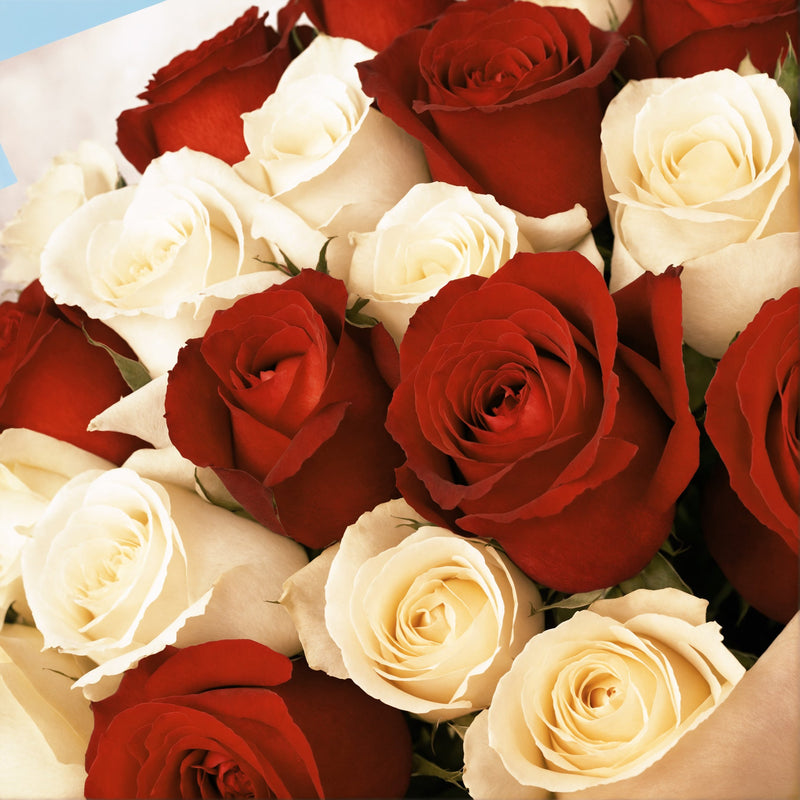 20 White and Red Roses from Kenya #4