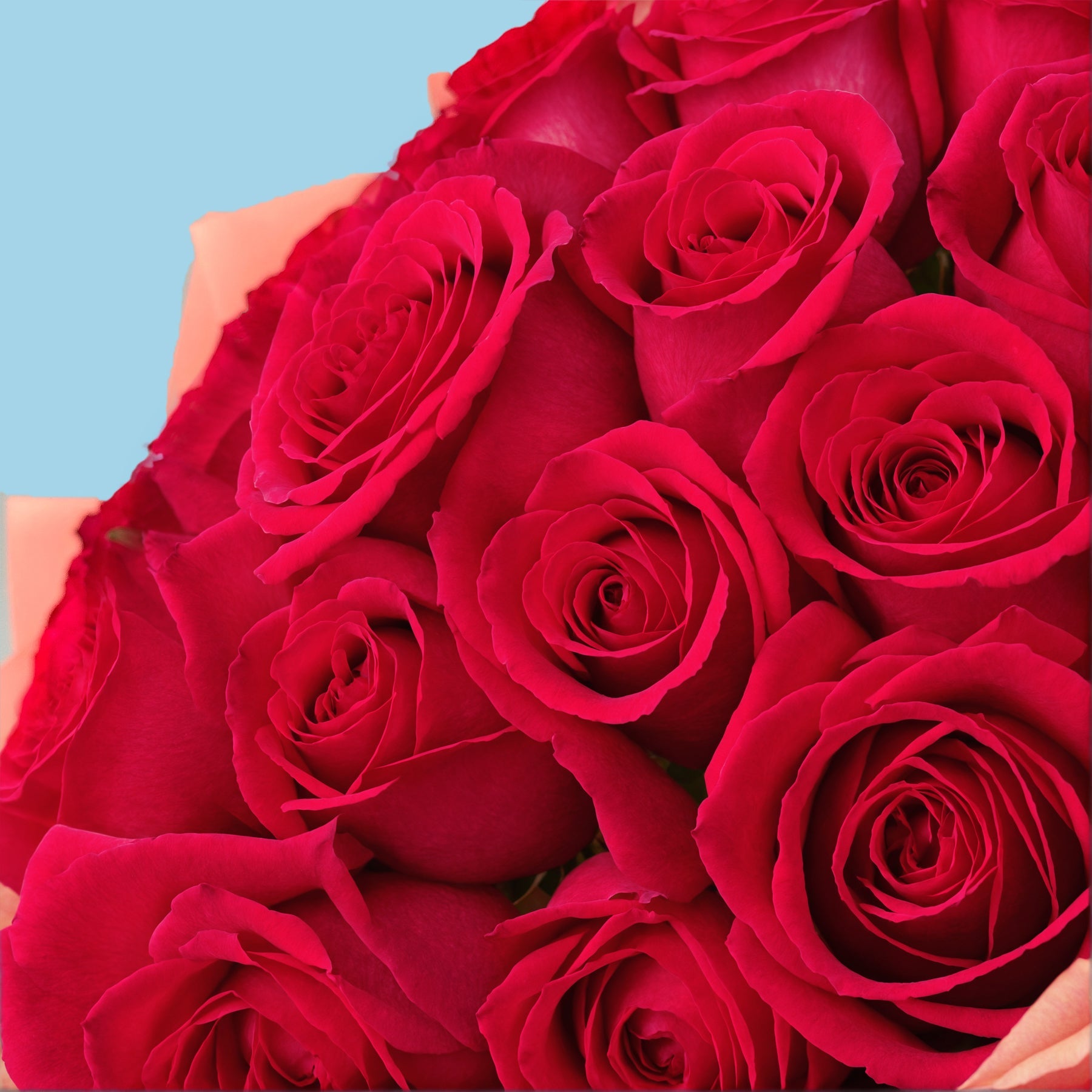 20 Premium Hot Pink Roses #4