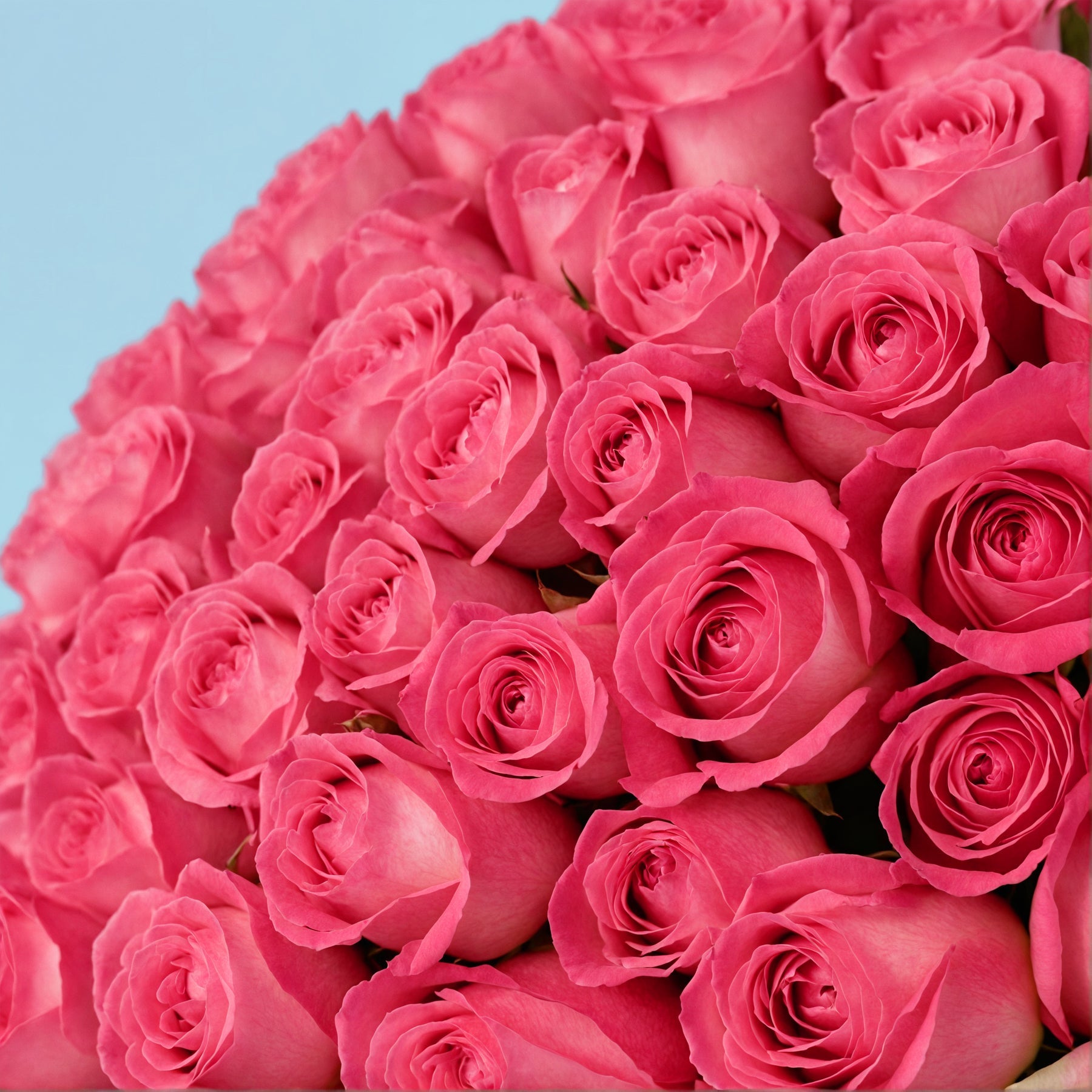 Bouquet of 100 Pink roses #4
