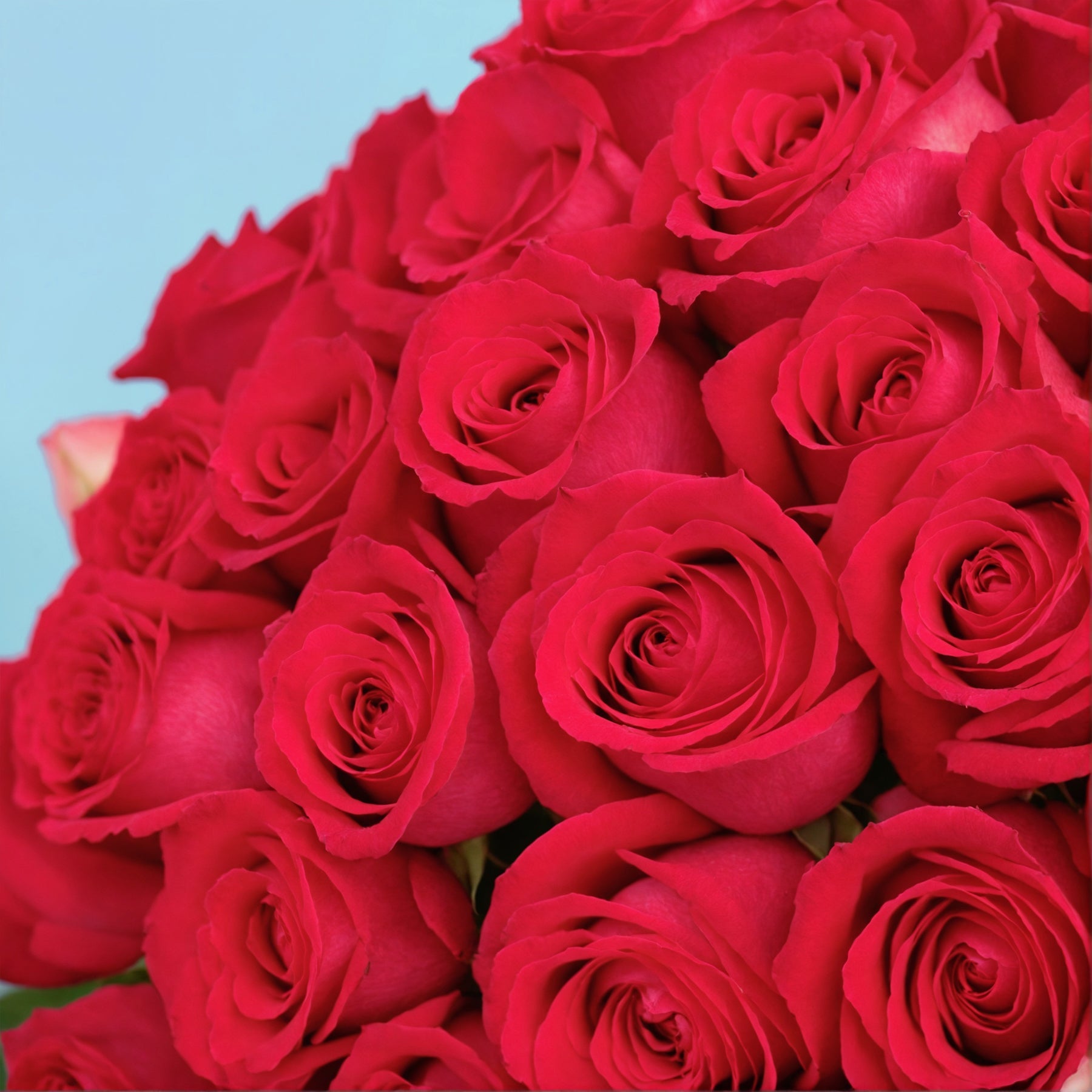 Bouquet of 30 Hot Pink roses #8