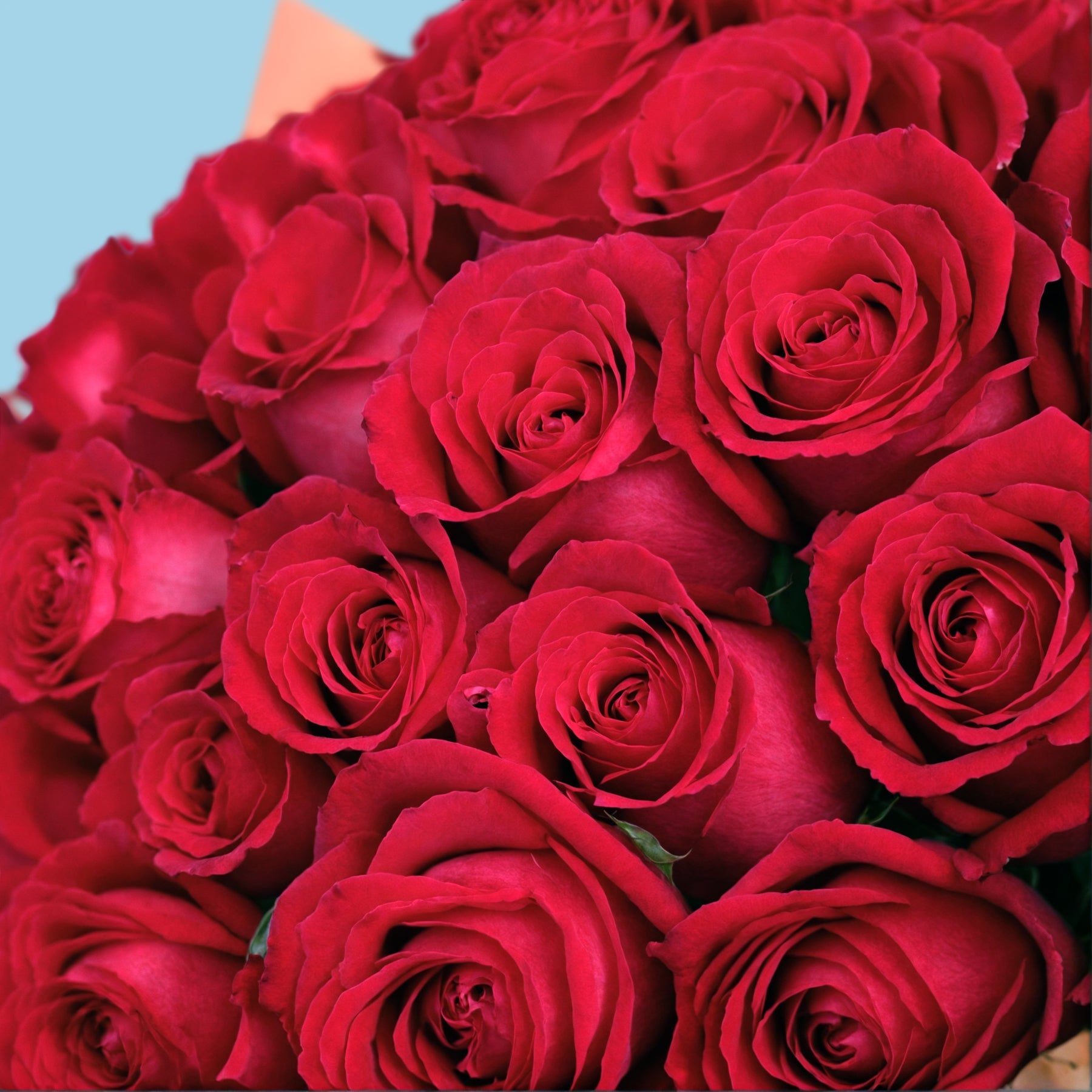 50 Premium Hot Pink Roses #4