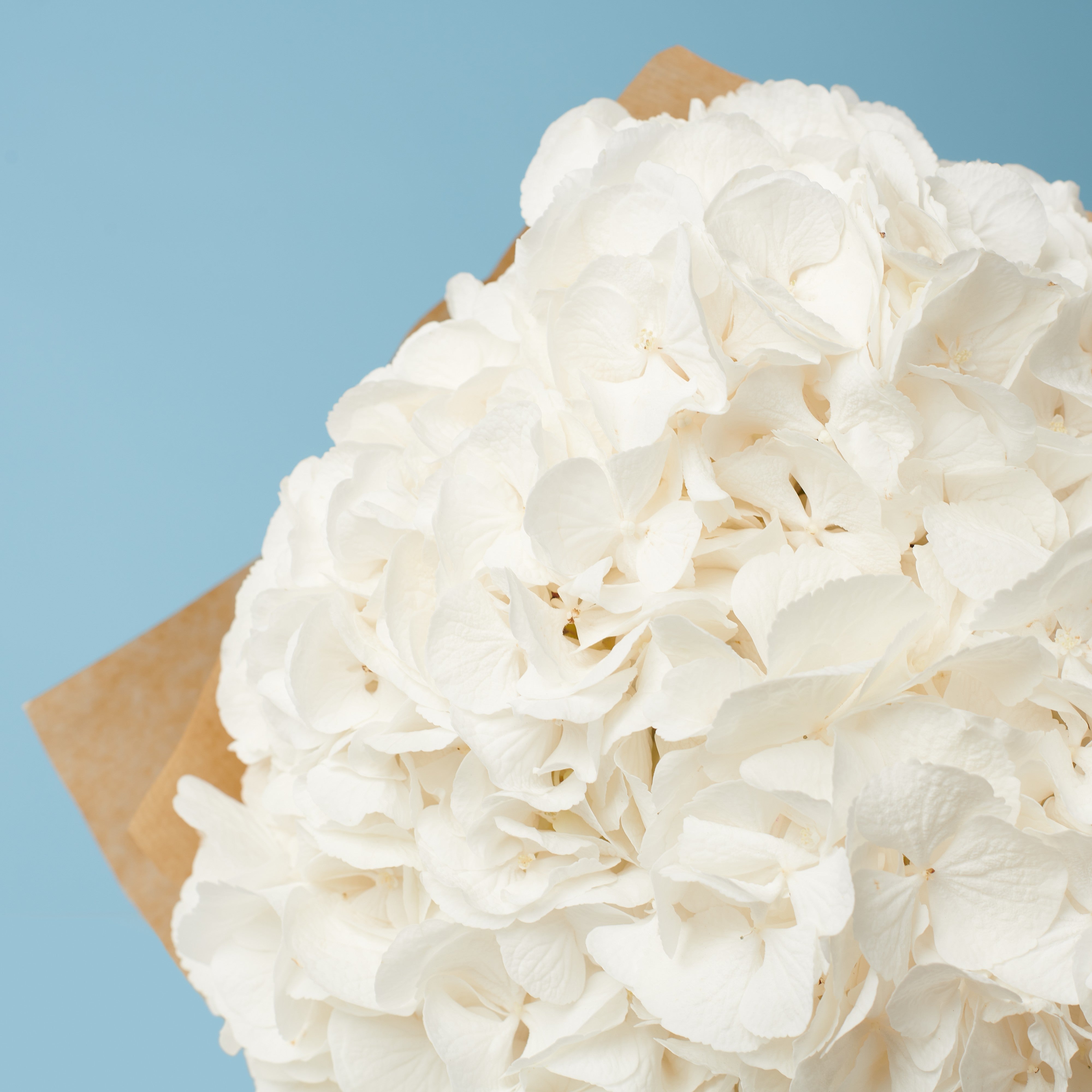 3 White Hydrangeas #2