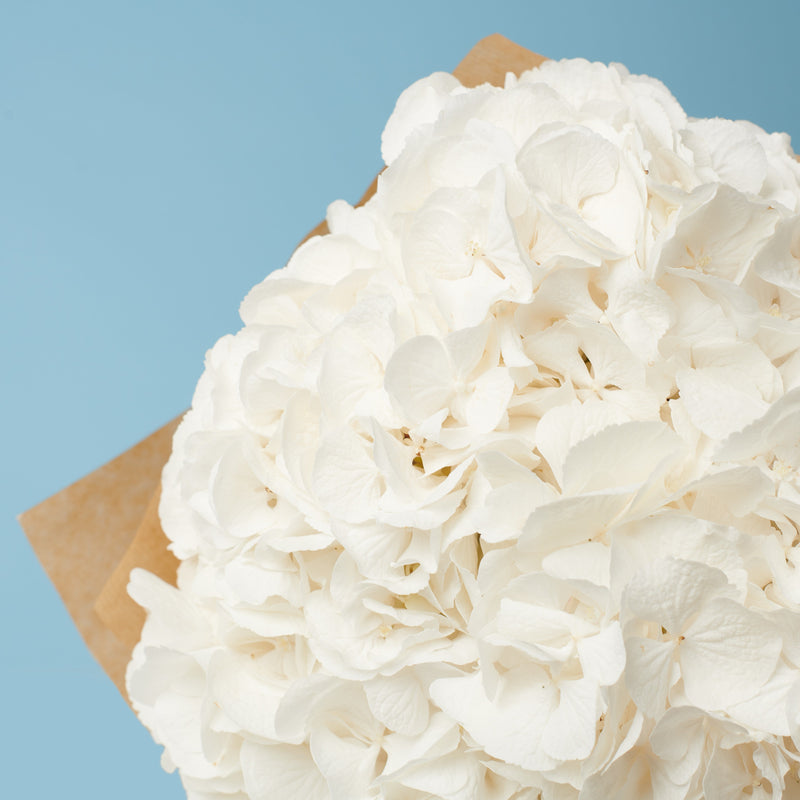 3 White Hydrangeas #2