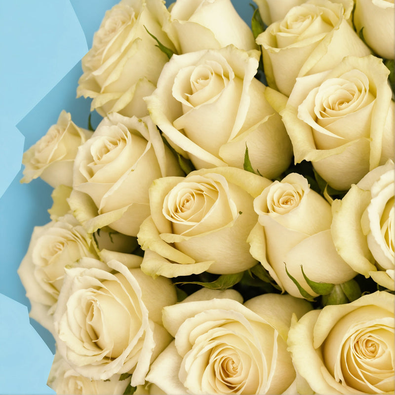 20 White Roses from Kenya #4
