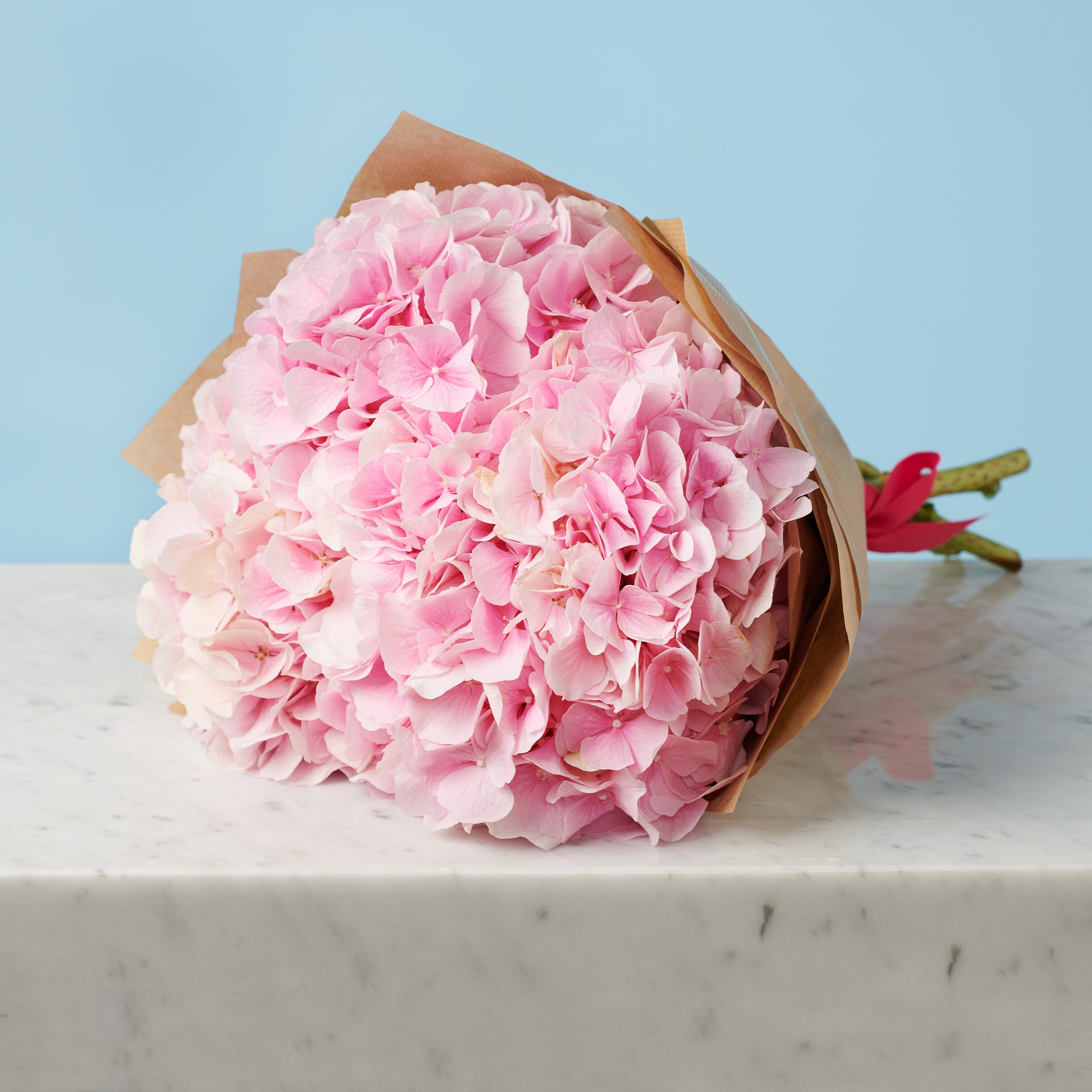 5 Pink Hydrangeas #4