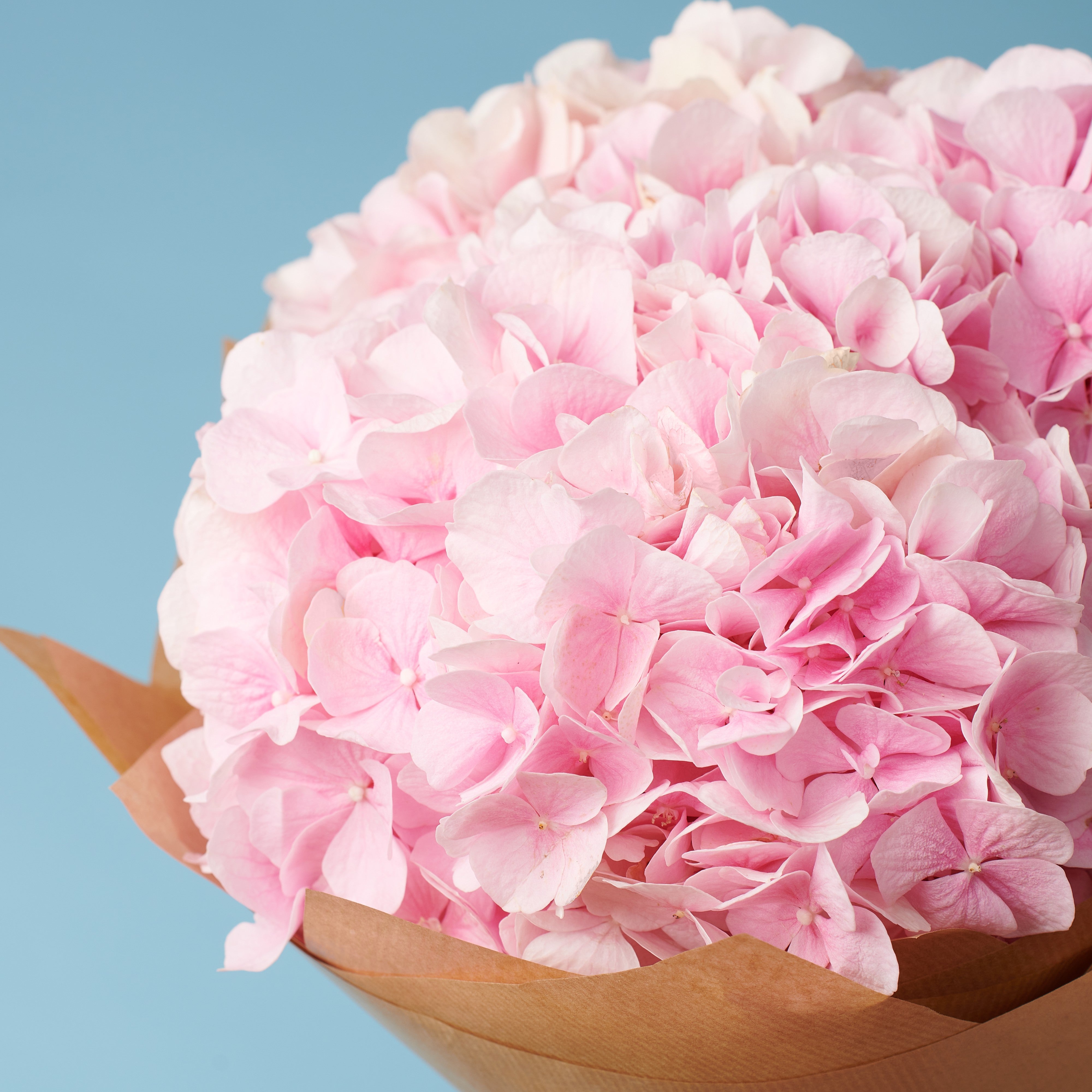 5 Pink Hydrangeas #3