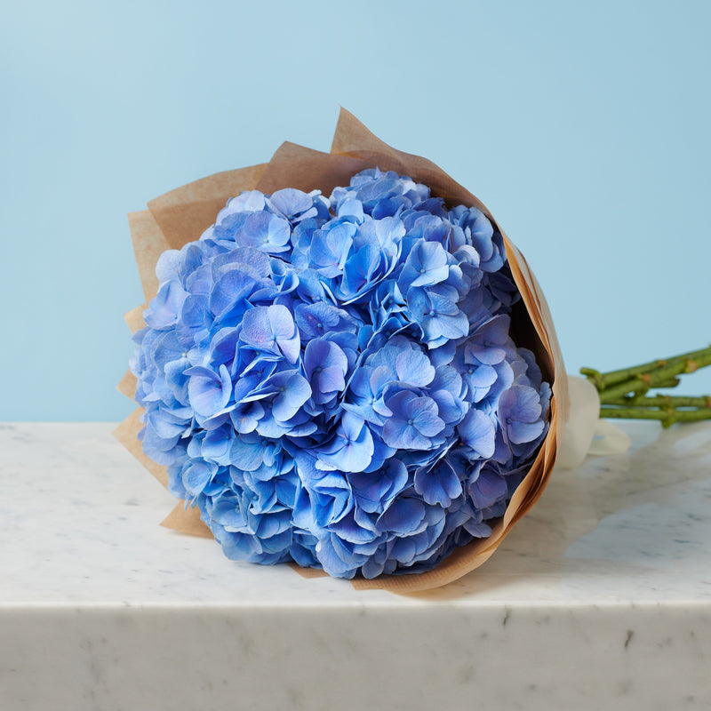 5 Blue Hydrangeas #3