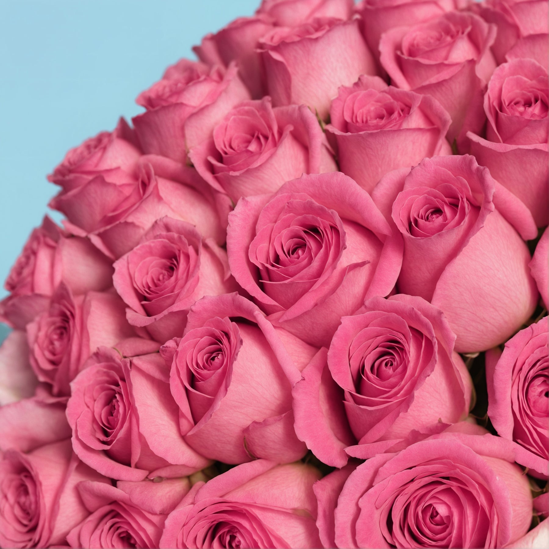 35 Premium Pink Roses #4