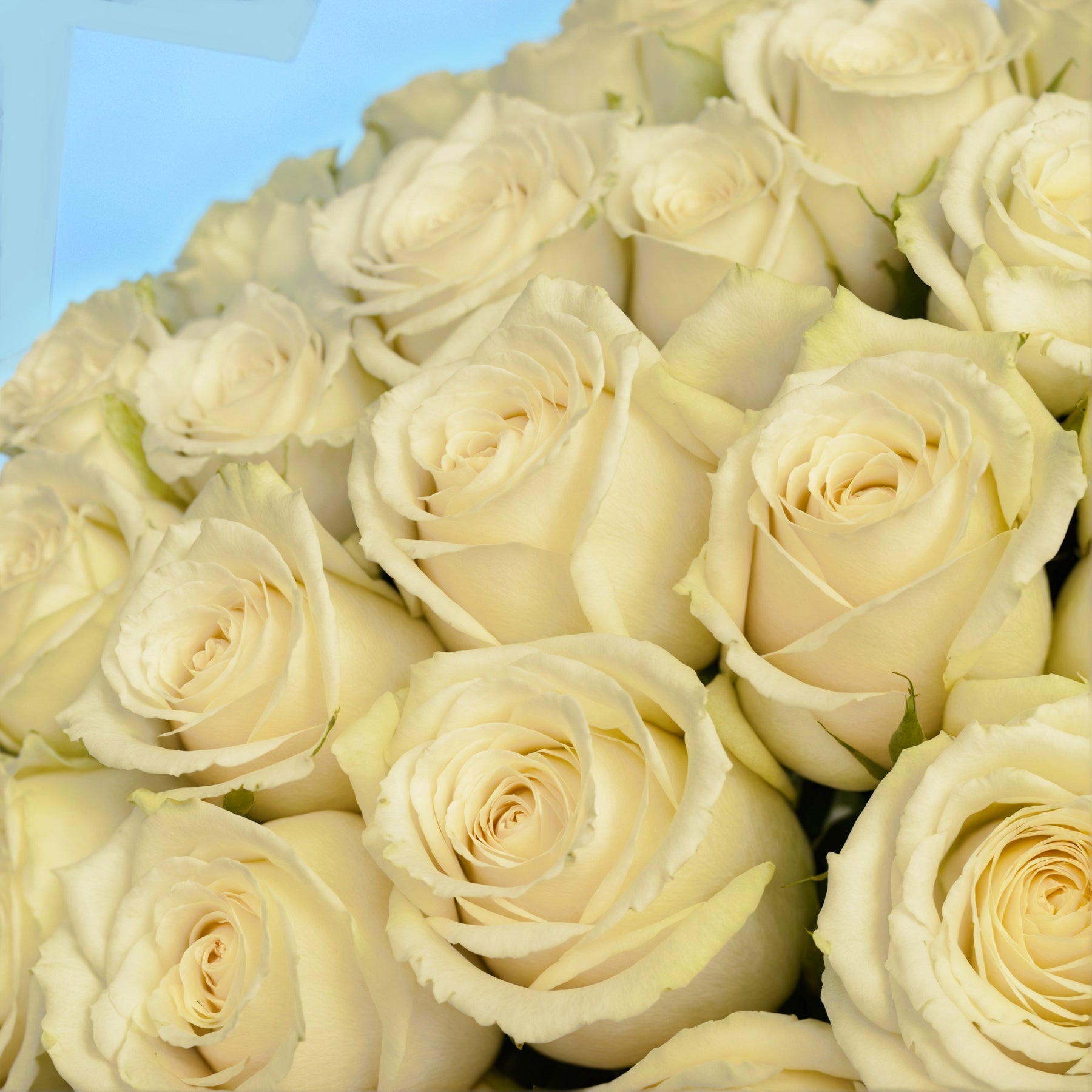 20 Premium White Roses #4