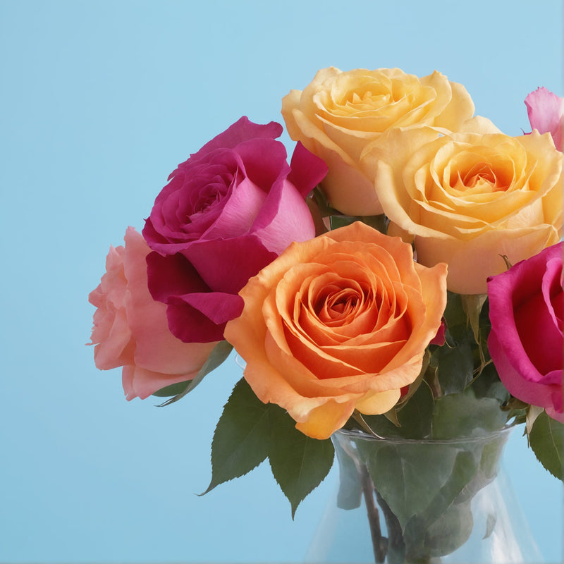 Colourful Roses #3