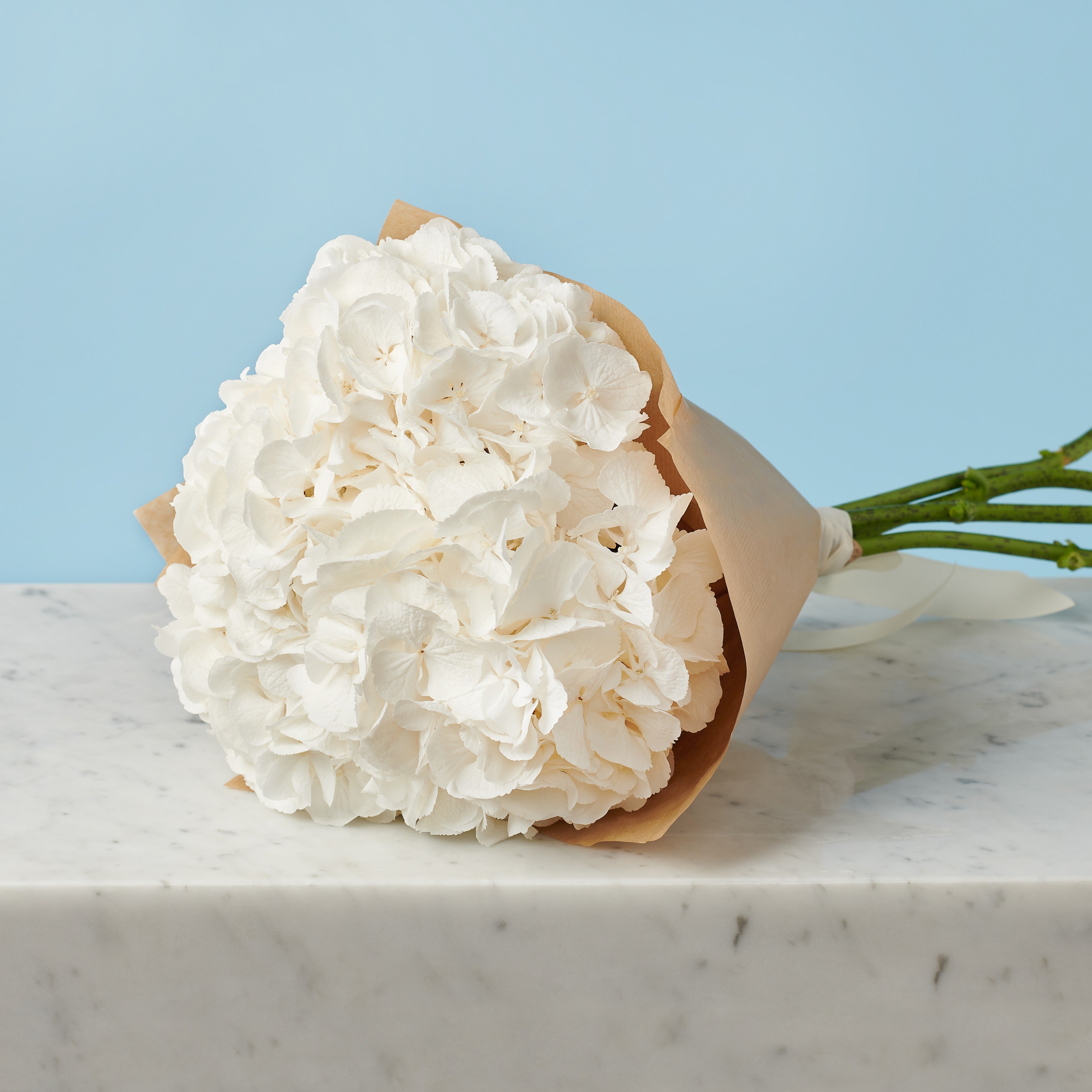 3 White Hydrangeas #3