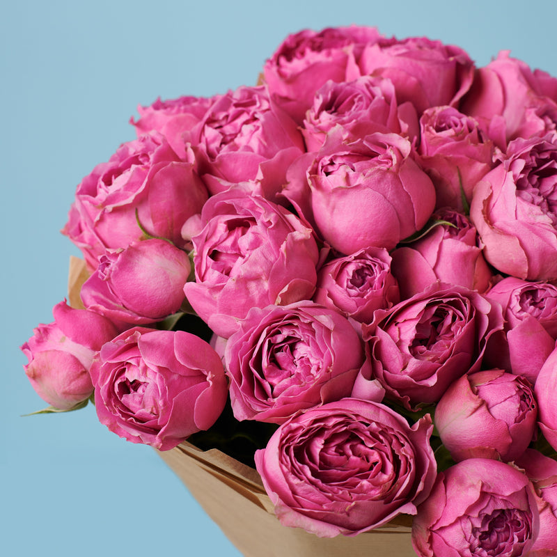 5 Peony Pink Roses #3