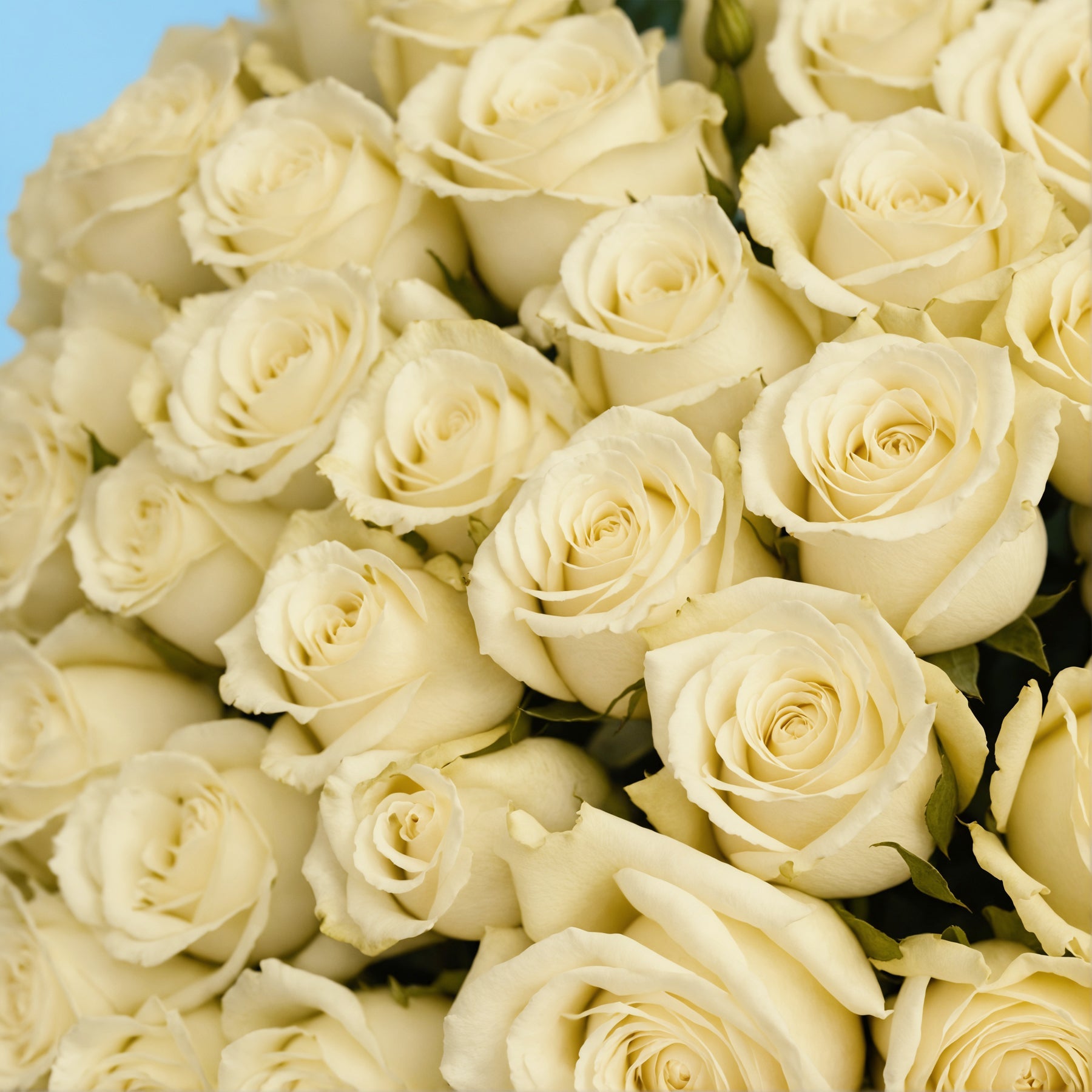50 White Roses from Kenya #4
