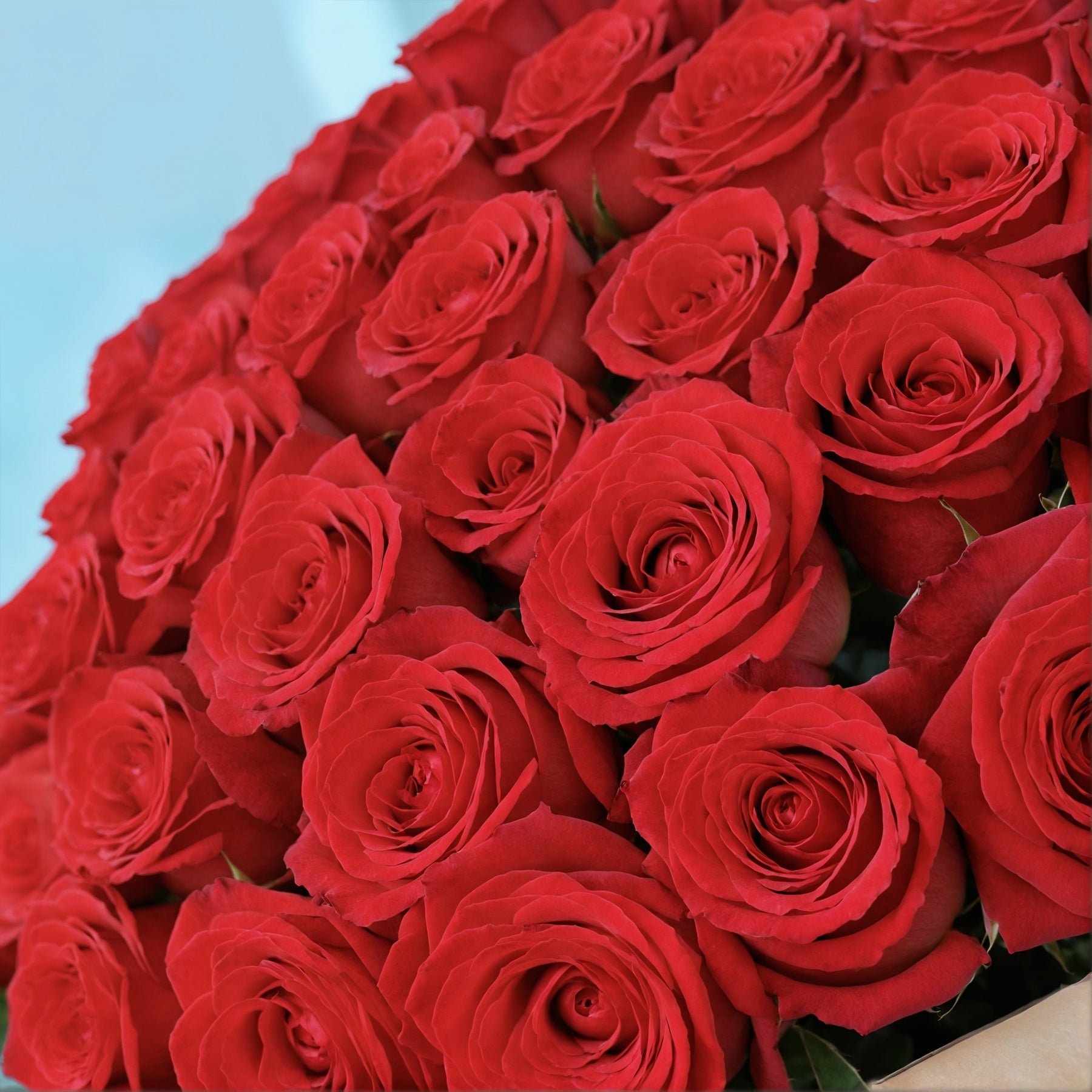 50 Premium Red Roses #4