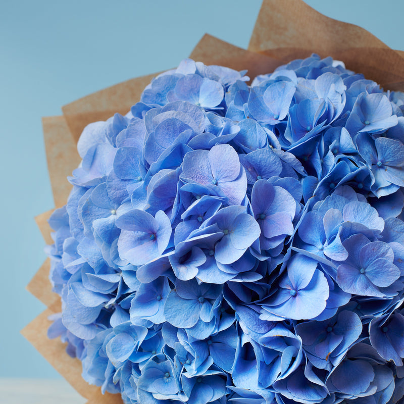 5 Blue Hydrangeas #2