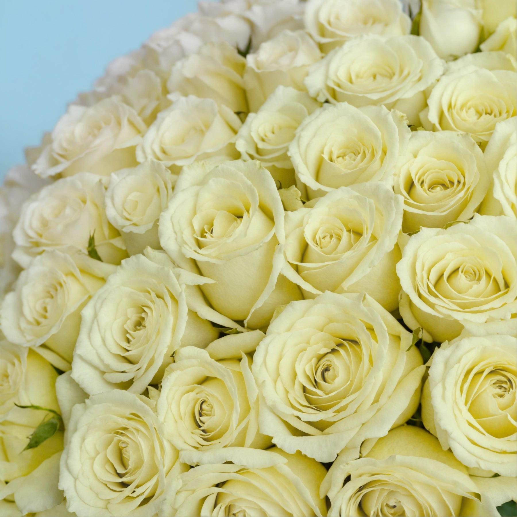 100 Premium White Roses #4