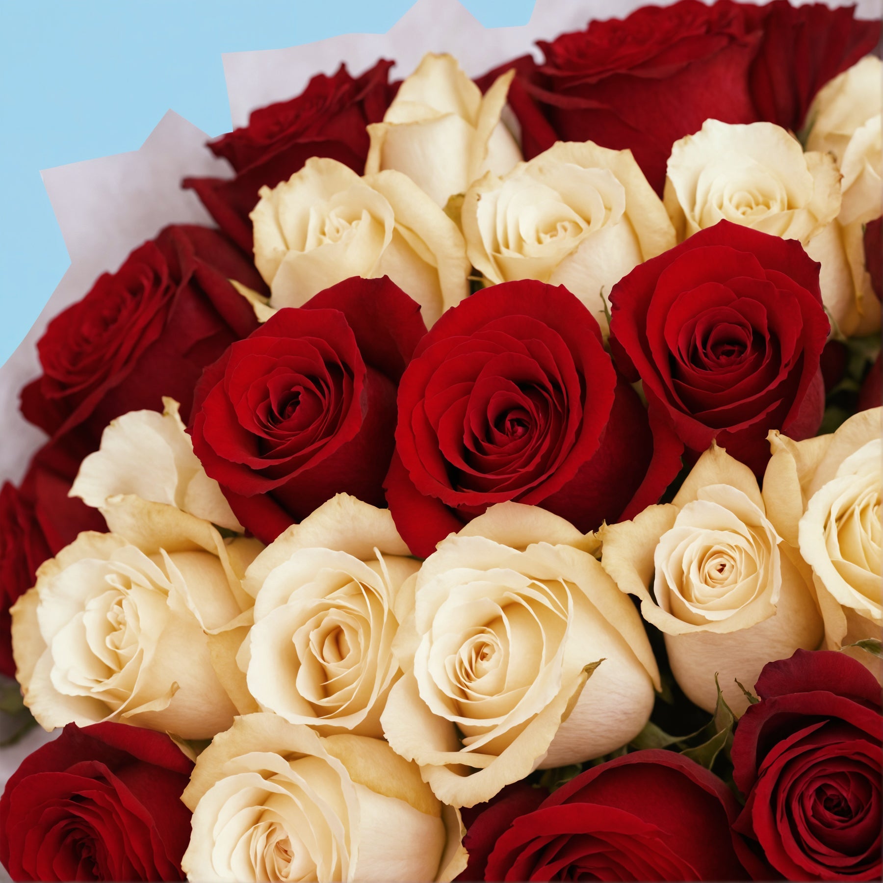 50 White and Red Roses from Kenya #4