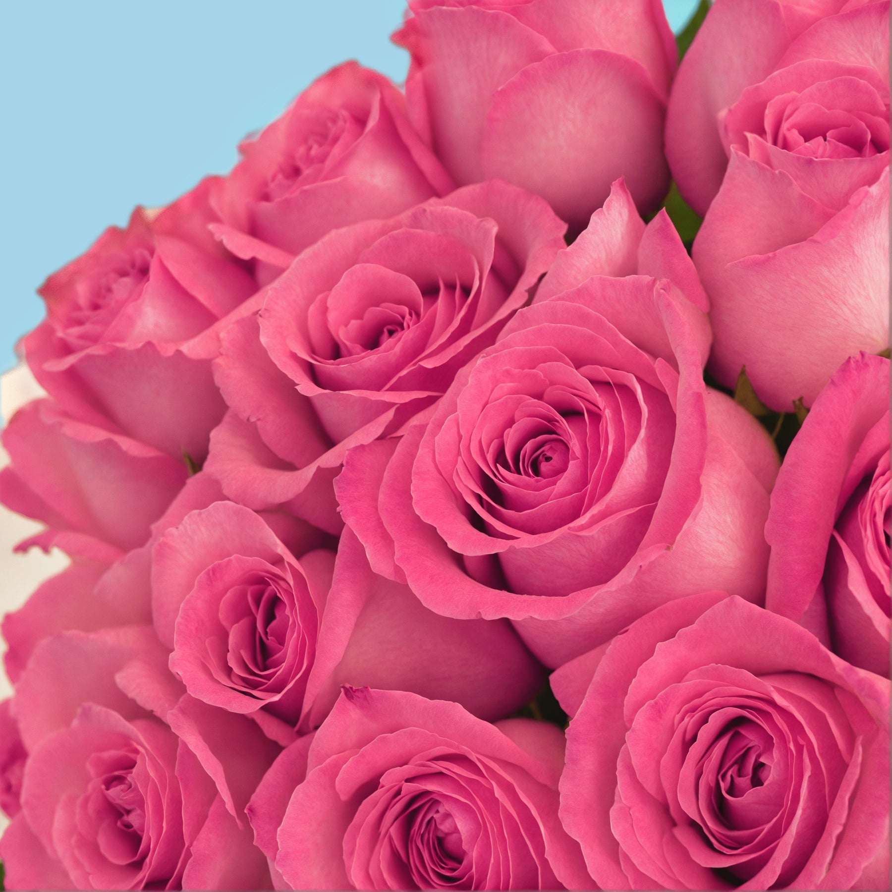 20 Premium Pink Roses #4