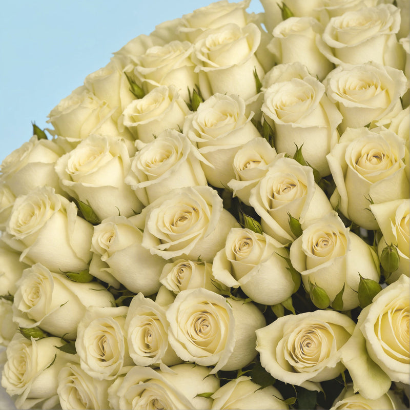 Bouquet of 100 White roses #4