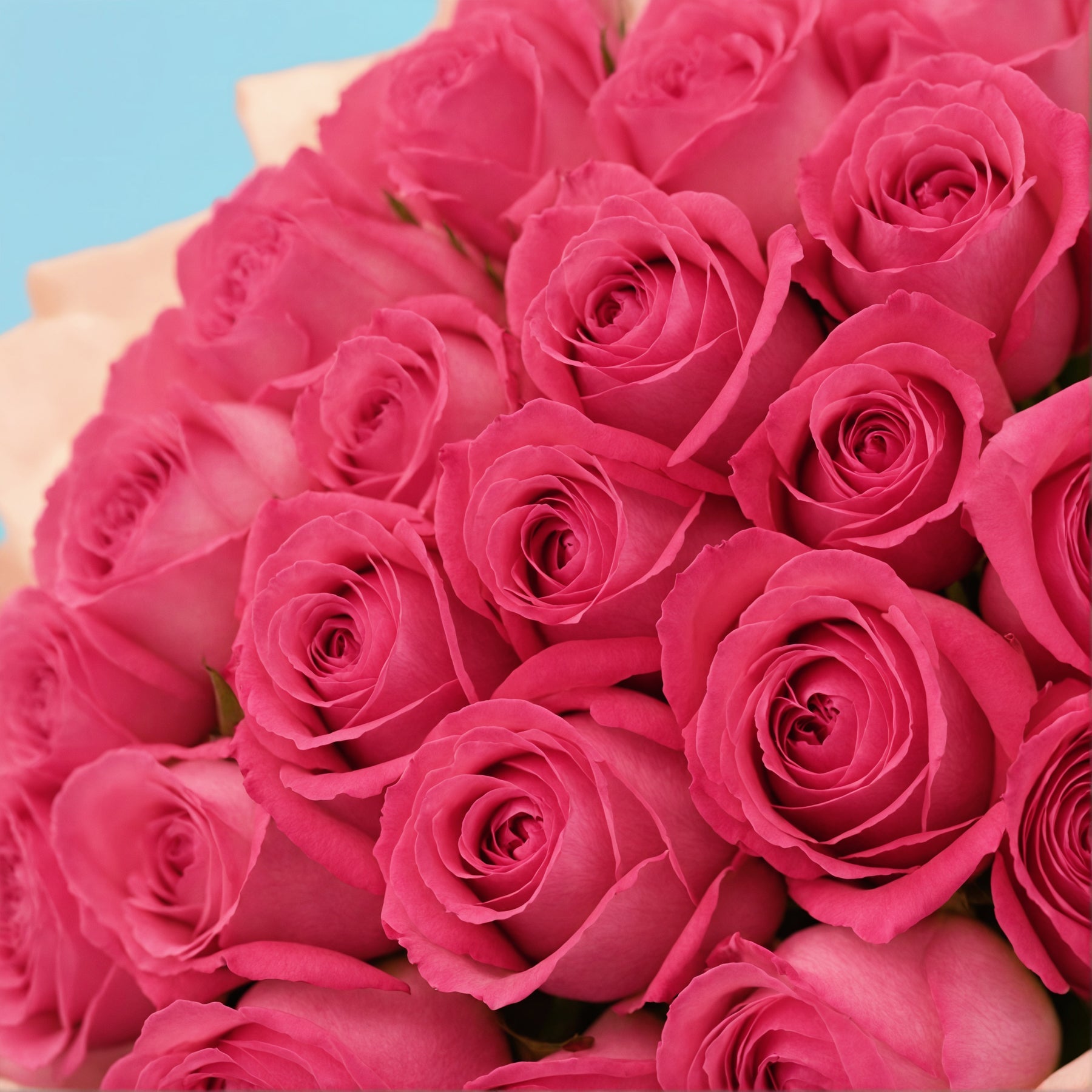 50 Pink Roses from Kenya #4