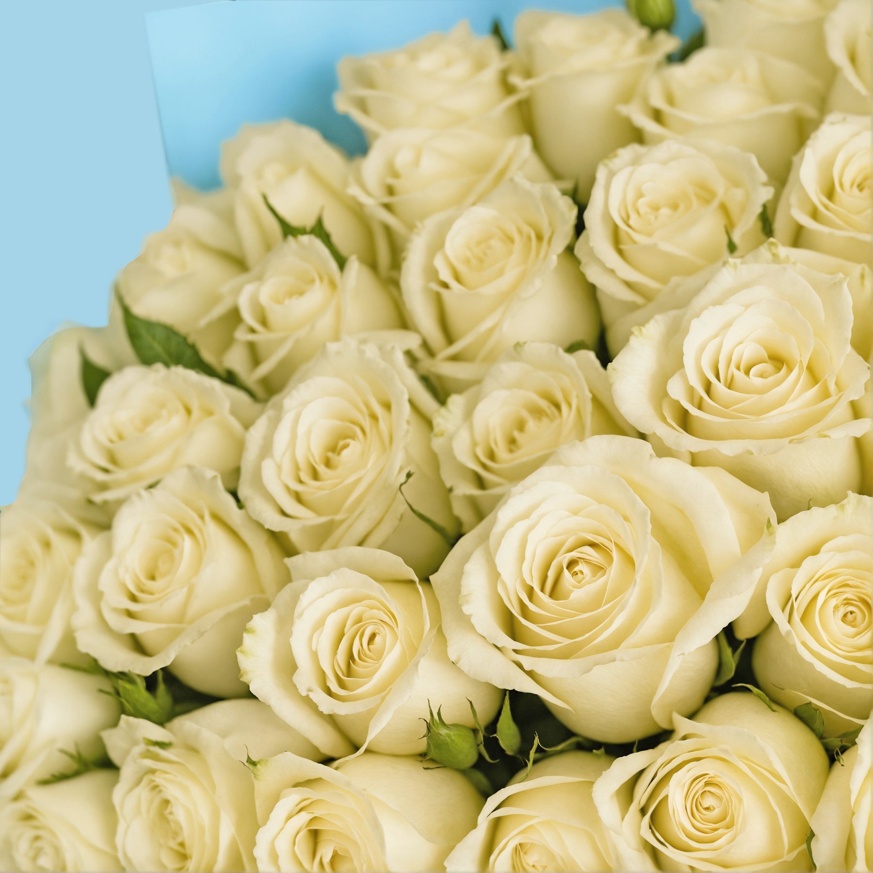 Bouquet of 30 White roses #4
