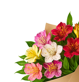 Alstroemeria