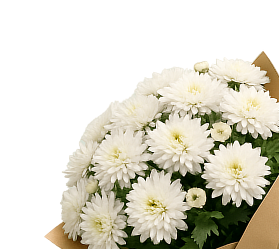 Chrysanthemums