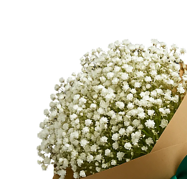 Gypsophila