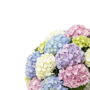 Hydrangeas